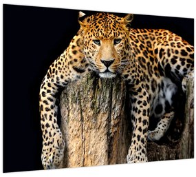 Sklenený obraz - Gepard (70x50 cm)