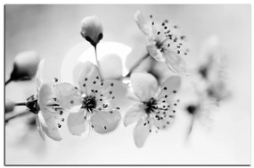 Obraz na plátne - Malé kvety na vetve 1173QA (100x70 cm)