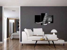 Obraz - Slonie kly (90x60 cm)