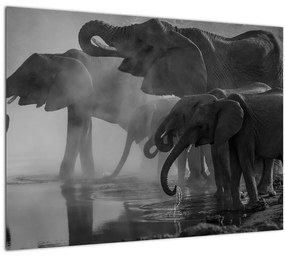 Sklenený obraz slonov - čiernobiely (70x50 cm)