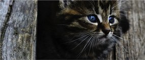 Obraz mačiatka (120x50 cm)