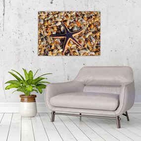 Obraz morskej hviezdice (70x50 cm)