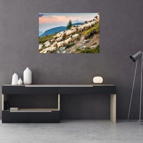 Obraz - Stádo oviec (90x60 cm)