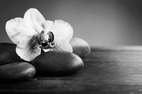 Fototapeta zen kamene s orchideou v čiernobielom prevedení