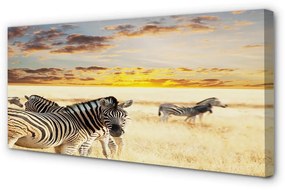 Obraz na plátne Zebry poľa sunset 140x70 cm
