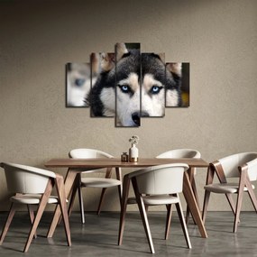Obraz psa husky (150x105 cm)