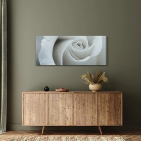 Obraz - Biela ruža (120x50 cm)