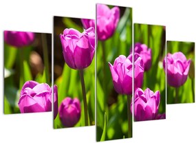Obraz tulipánov na lúke (150x105 cm)