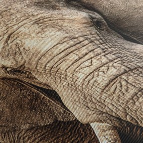 Obraz - Slon africký (120x50 cm)