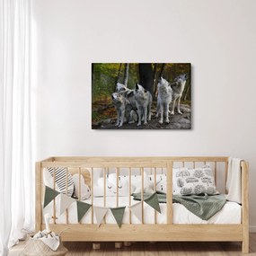 Obraz - Vlci na skale (90x60 cm)