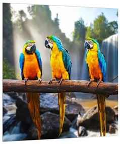 Obraz papagájov (30x30 cm)