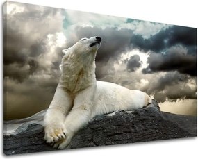 Obraz na stenu ZVIERATÁ ZV001E11