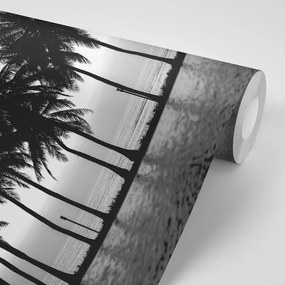Samolepiaca tapeta palmy pri západe slnka v čiernobielom prevedení