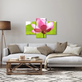 Obraz kvetu Lotusu (90x60 cm)