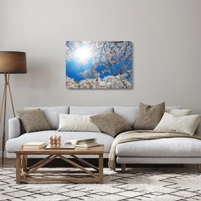 Sklenený obraz - Čerešňové kvety (70x50 cm)