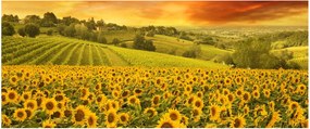 Obraz - Slnečnicové pole (120x50 cm)
