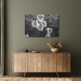 Obraz - Cottongrass (90x60 cm)