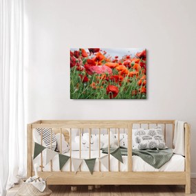 Obraz z poľa vlčích makov (90x60 cm)