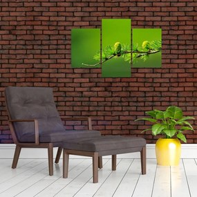 Obraz zelenej šišky (90x60 cm)
