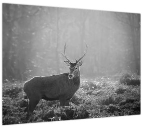 Obraz - Jeleň v lese, čiernobiela (70x50 cm)