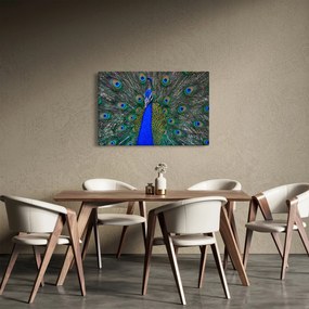 Obraz - Páv (90x60 cm)