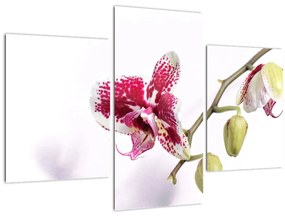 Obraz kvetu orchidey (90x60 cm)