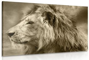 Obraz africký lev v sépiovom prevedení Varianta: 120x80