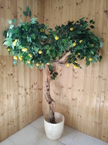 Citrónovník exclusive 180cm