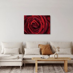 Sklenený obraz - Červená ruža s kvapkami rosy (70x50 cm)