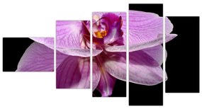 Obraz - orchidea