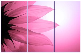 Obraz na plátne - Slnečnica kvet 1201VB (90x60 cm  )