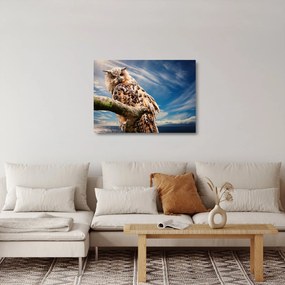 Sklenený obraz - Sova (70x50 cm)