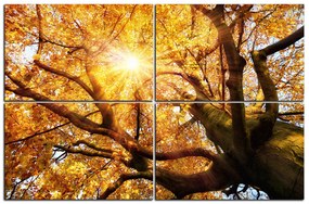 Obraz na plátne - Slnko cez vetvi stromu 1240E (120x80 cm)