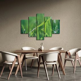 Obraz kvapiek rosy (150x105 cm)