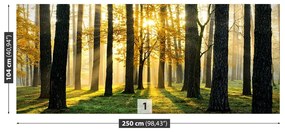 Fototapeta Vliesová Ráno v lese 208x146 cm