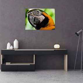 Sklenený obraz papagája (70x50 cm)