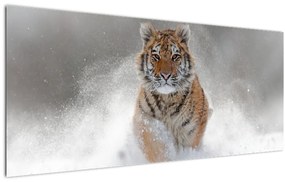 Obraz bežiaceho tigra v snehu (120x50 cm)