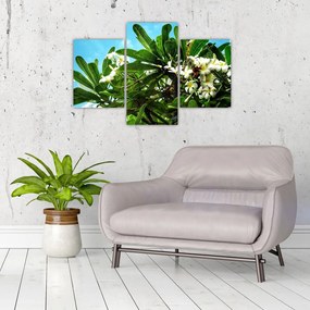 Obraz - Plumeria (90x60 cm)