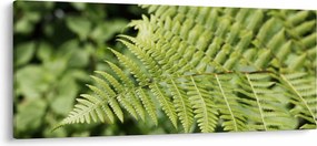 Obraz - Papradinový list (120x50 cm)