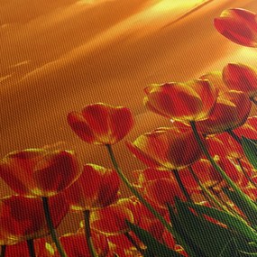 Obraz rozkvitnutého lánu s tulipánmi (s hodinami) (90x30 cm)