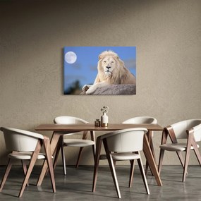 Obraz - Biely lev (90x60 cm)