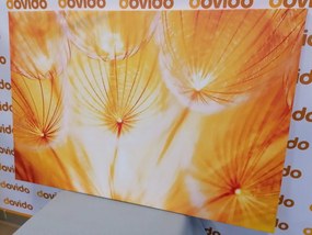 Obraz púpava v nádhernom prevedení