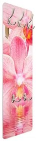 Vešiak na stenu Ružová orchidea