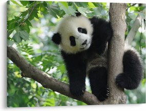 Obraz - Panda na strome (70x50 cm)