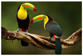 Obraz sediacich tukanov, Costa Rica (90x60 cm)