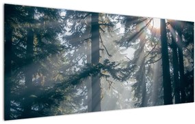 Obraz stromov s presvitajúcim slnkom (120x50 cm)
