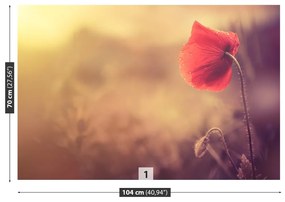 Fototapeta Vliesová Makový kvet 250x104 cm