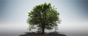 Obraz - Osamotený strom (120x50 cm)