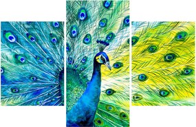 Obraz páva (90x60 cm)