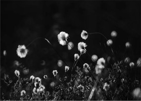 Obraz - Lúka s cottongrass N⁰1 (70x50 cm)